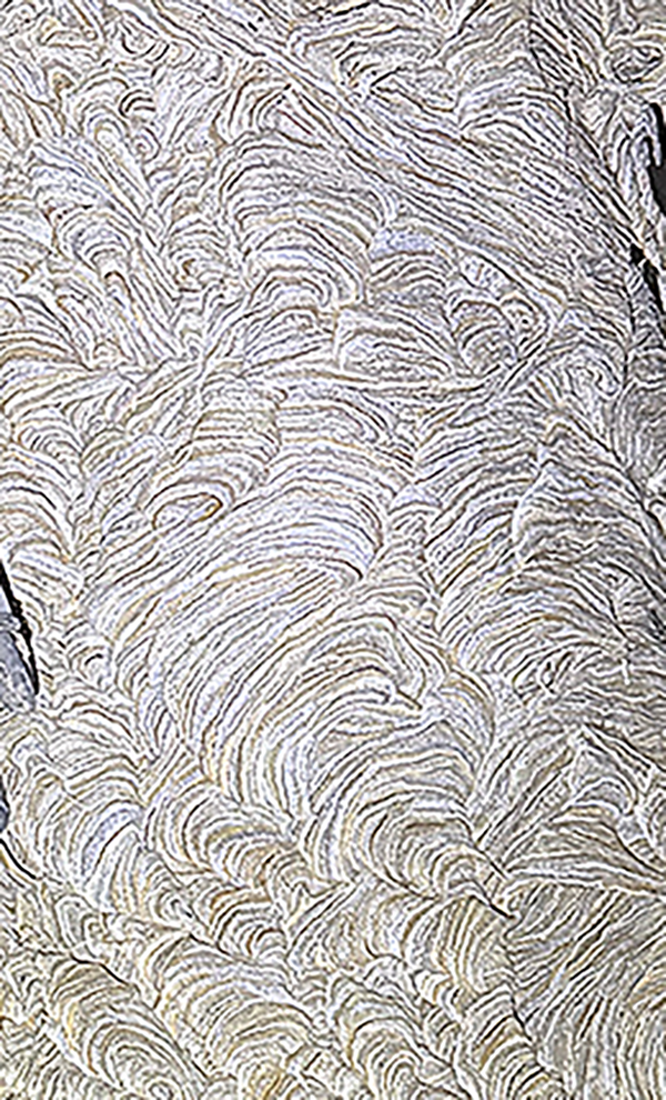 wasp nest detail